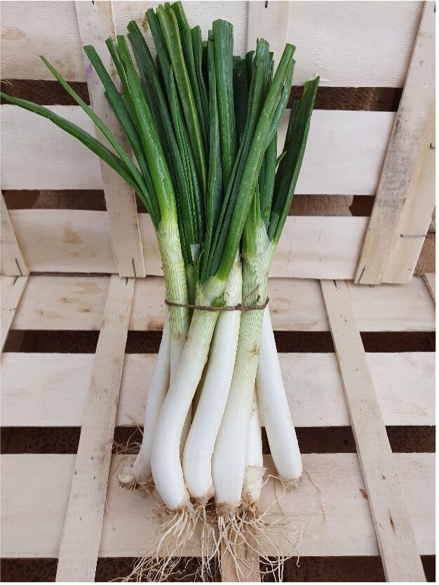 calçots (joven)