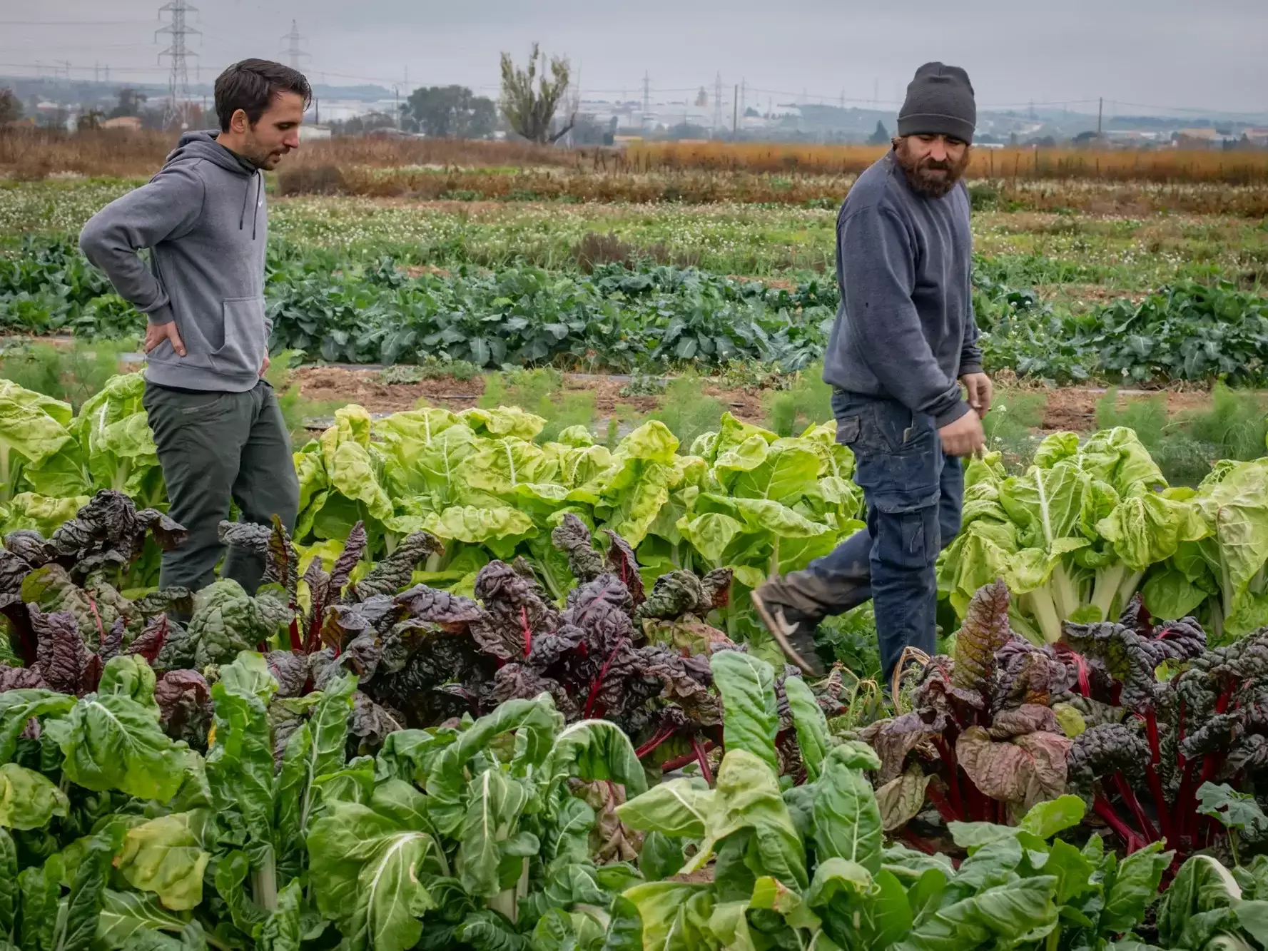 Sapien Alimentación Sostenible-Proyecto Sapiens